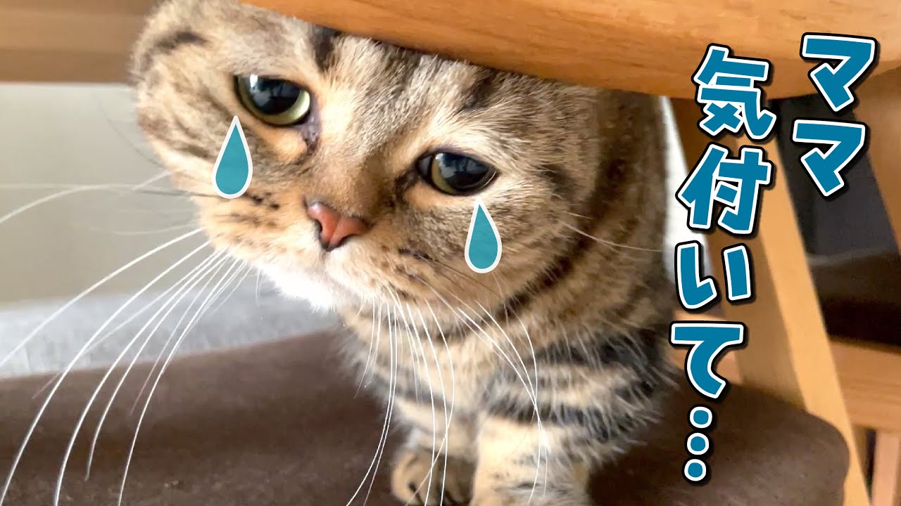 寂しがりやの弟猫の言ってることが分からなくて困ってます…