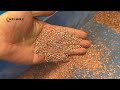 100kg/h Copper Wire Granulator | Compact & Profitable Cable Recycling Machine