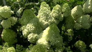 Paniculata hydrangeas have lovely cone-shaped flowers