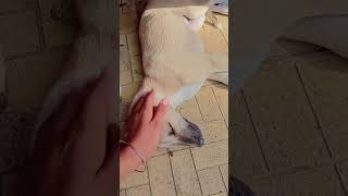 cute 🐕 but lazy 🦥#doglove#viral#ytshorts#shortsfeed#shortvideo#doglove#loyalpets#newyoutuber#youtube