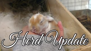 Herd Update || Finding out Genders at 2 Weeks? || Updated Juniors