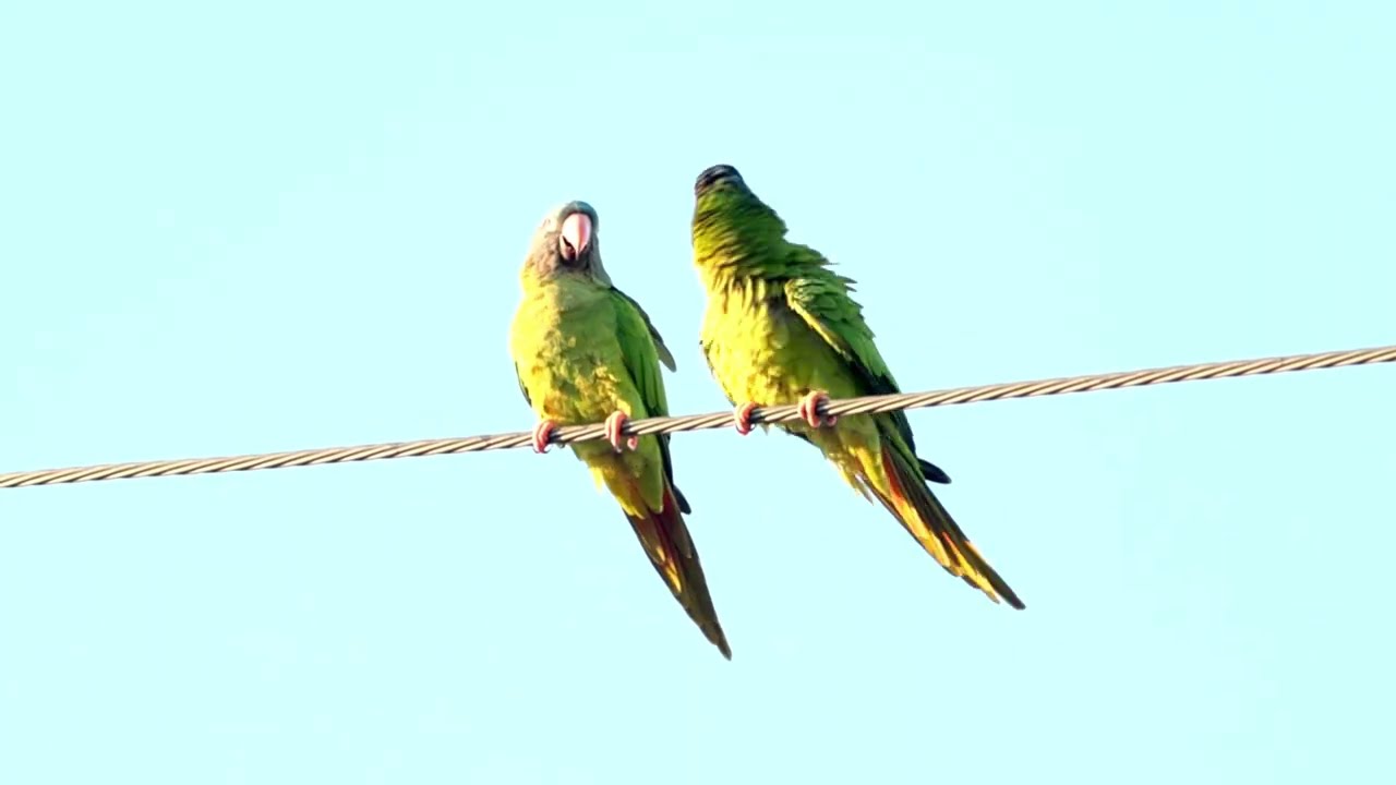 Parrots at sunset in Fort Lauderdale December 2025