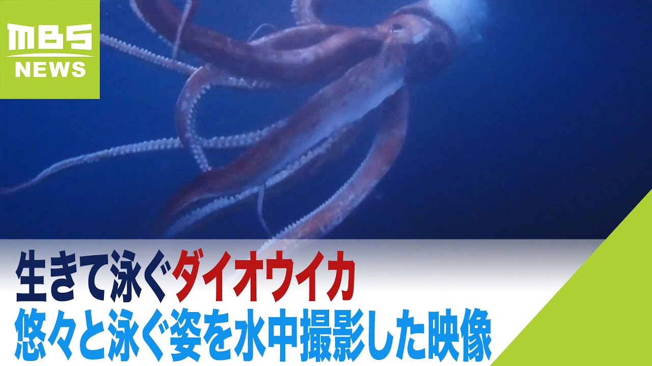 生きて泳ぐダイオウイカ】「こんなにでかいイカが…」悠々と泳ぐ姿を