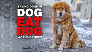 Saving stray dogs from being eaten | Once upon a time in Spiti  Hindi short film