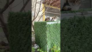 Nefesini Tut Kanala Abone Ol Beğen Yoruma “Ben”Yaz👇🇦🇿🇹🇷🐾