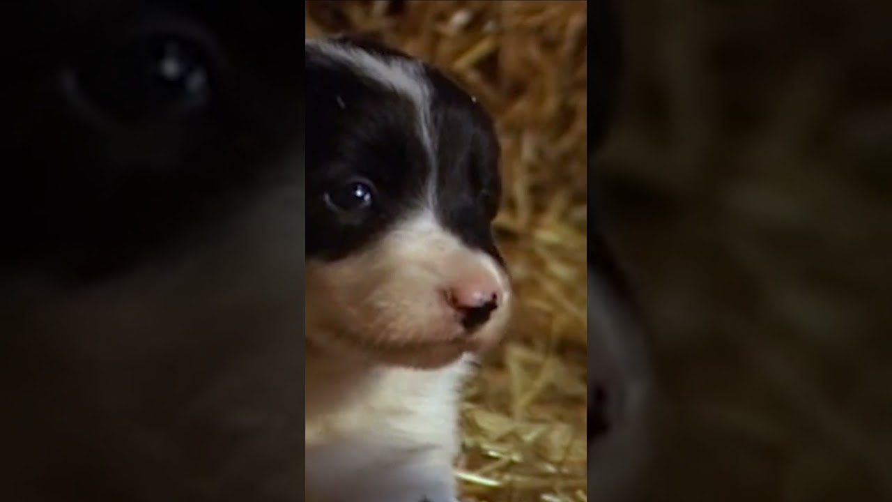 maxresdefault.jpg?sqp=-