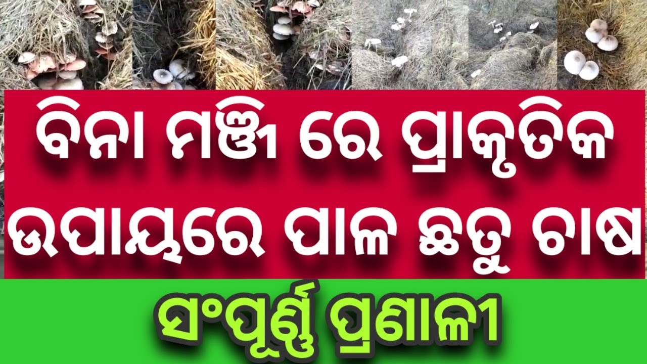 Paddy straw mushroom cultivation without Spawn/Seed.ମଞ୍ଜି/ସ୍ପନ୍ ବିନା ପାଳ ଛତୁ ଚାଷ PART_2 FULL PROCESS