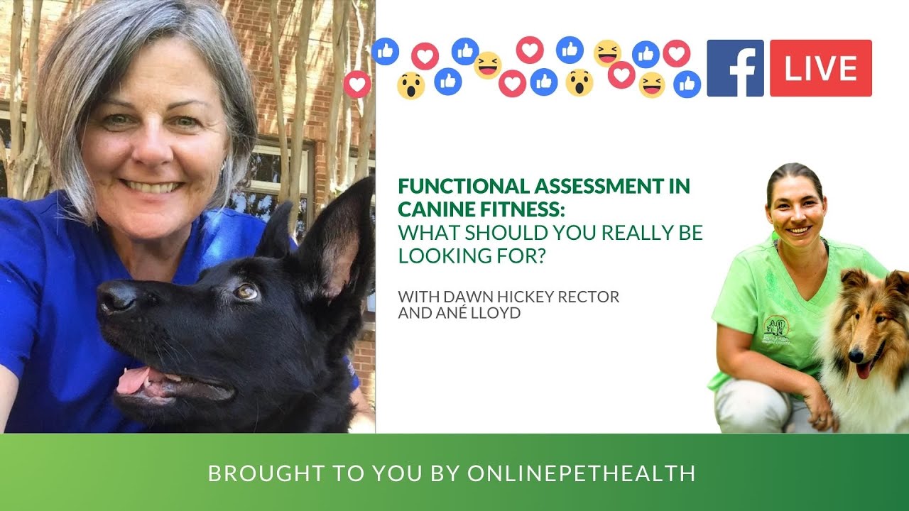 Functional Assessment in Canine Fitness, with Dawn Rector
