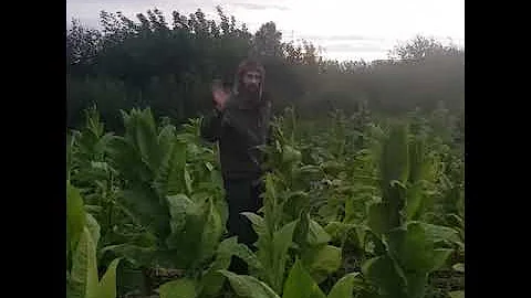 Как растёт  табак 🍃🌱
