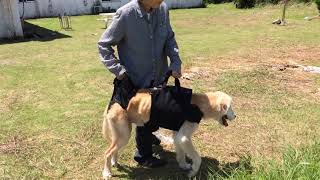 腰が下がってしまう老犬には後ろ足用ハーネスが最適。