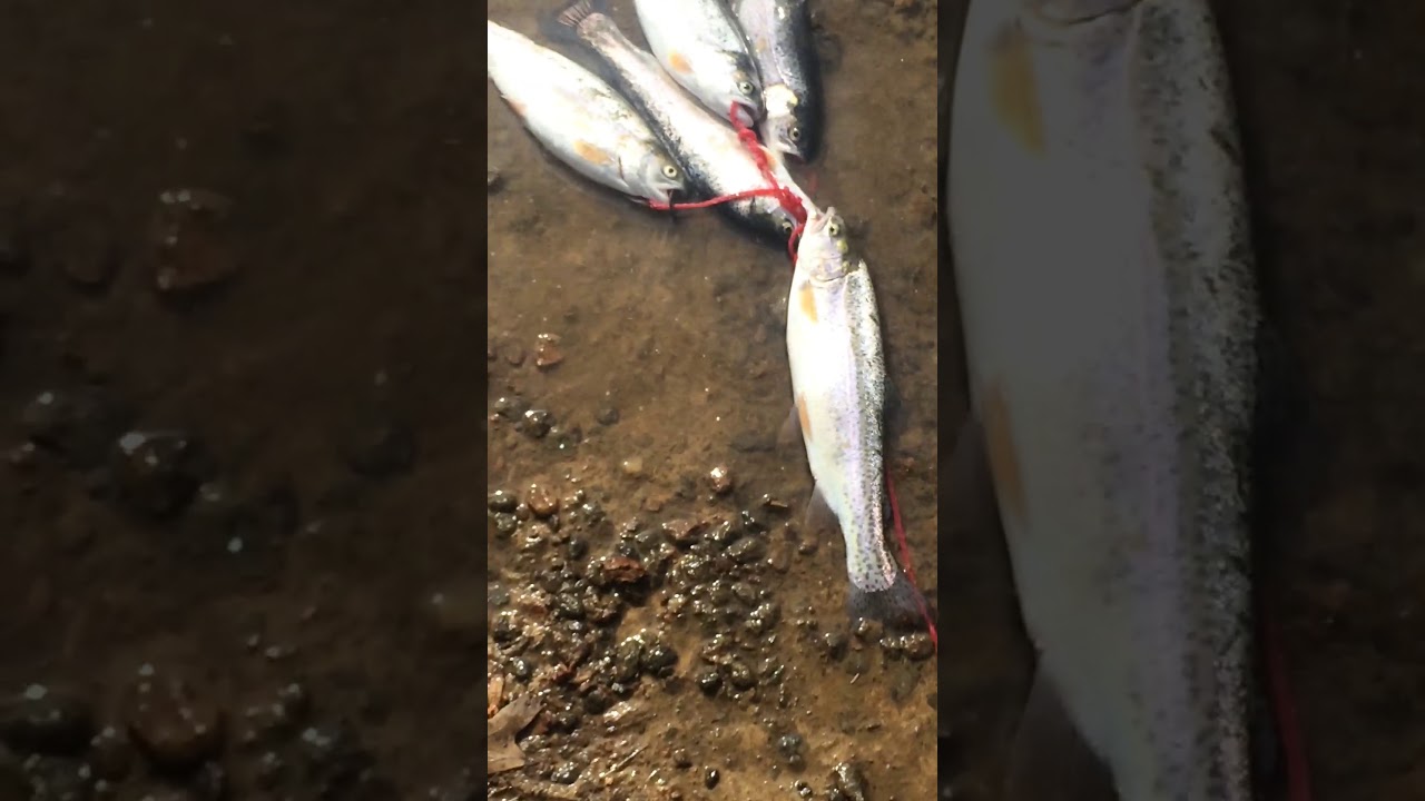 Trout fishing 3/12/2020 part 2 