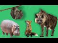 ЖИВОТНЫЕ для детей | Учим и угадываем животных | Учим названия и их звуки для малышей