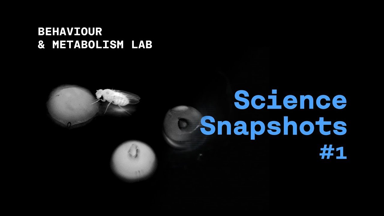 Science Snapshot: Microbial Mind Control / Micróbios Controlam a Mente