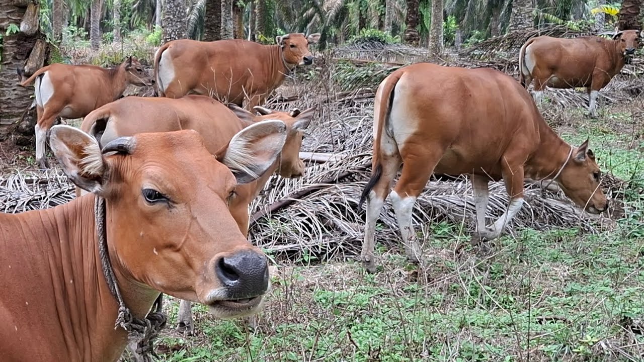 TIADA  HARI TANPA MENGGIRING SAPI // TERNAK SAPI DESA