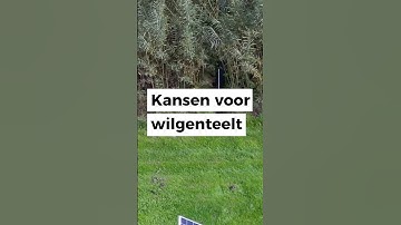 Kansen voor wilgenteelt #officialpromo #ontheset #justvideo #duurzaamheid