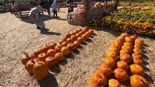 Pumpkin patch spina farm full tour at Morgan Hill ￼