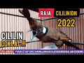 Masteran Cililin Coklat Gacor Jernih Terbaru 2022 || RAJA CILILIN IDN