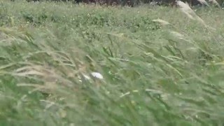1041218三芝丹頂鶴4