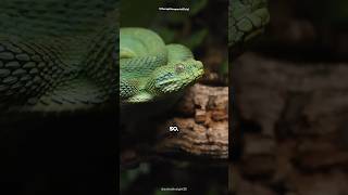 Did You Know Snakes Can Fart?