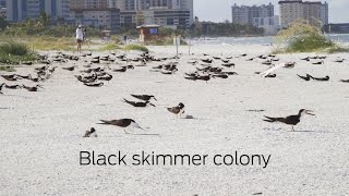 Lido Black skimmers
