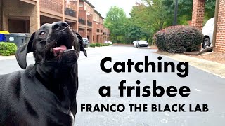 Slow motion dog catching a frisbee! Franco the black lab screenshot 4