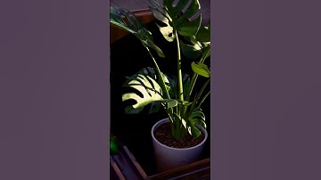 Marble run full video #plants #3danimation  #blender #home #marblerun