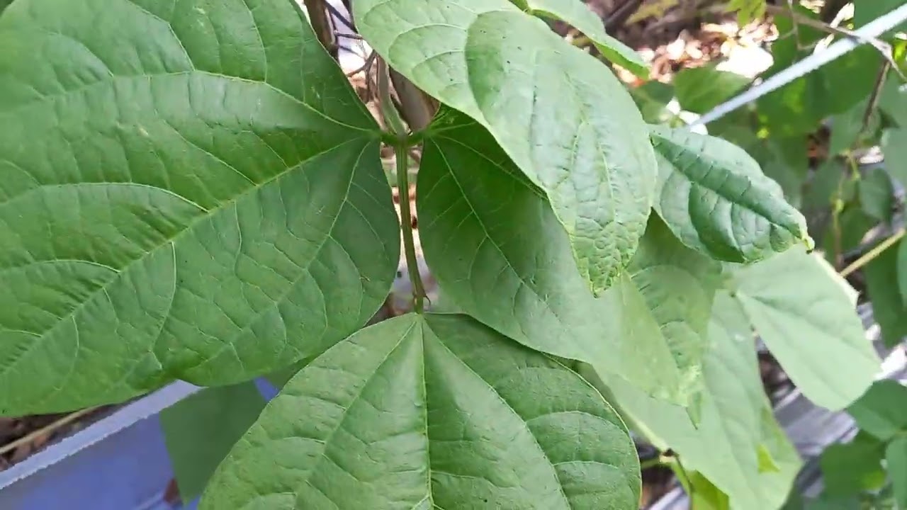 Fungsi Para Pada Tanaman Buncis