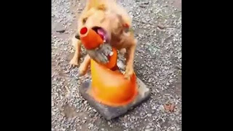 marxists anarchist agitators looters