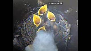 Baby Blues Have Flown the Nest. Rosie &amp; Blue’s Nest Cam LIVE Nest Cam Eastern Blue Birds