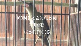 JONGKANGAN GACOR TELER - 24 JAM NON STOP - CINGCOANG FULL ISIAN