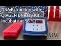 Dna extraction with qiagen dneasy kit incubate at 56c