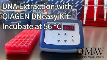 DNA Extraction with QIAGEN DNeasy Kit: Incubate at 56°C