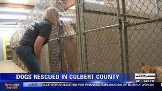 Dogs Rescued in Colbert County