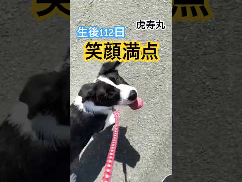 犬が笑顔になる季節になって参りました