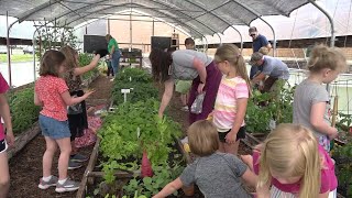 Springfield Public Schools garden clubs provide fresh produce to food banks