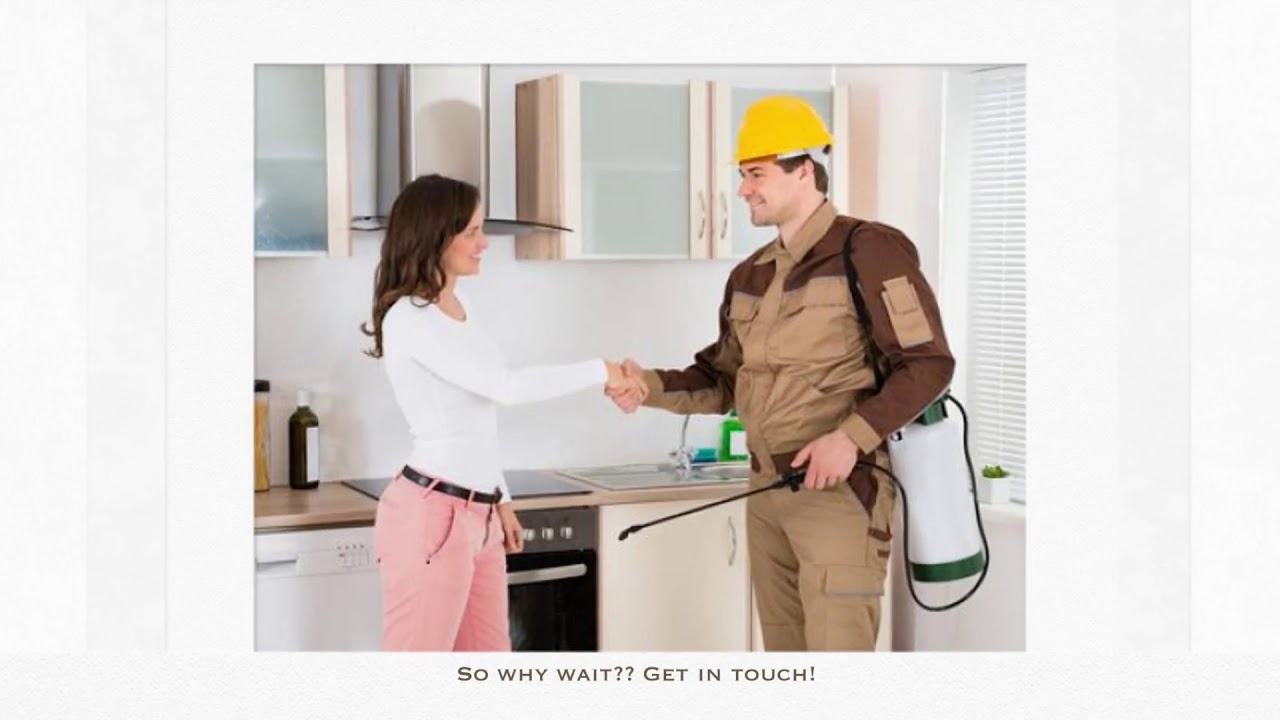 Bed Bug Exterminator Toronto