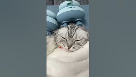 Cute Cat Reaction To Head Massager