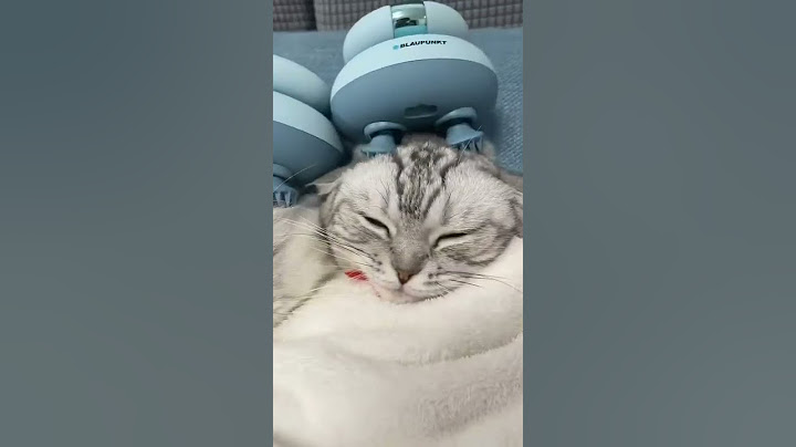 Cute Cat Reaction To Head Massager