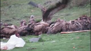 sky burial ceremony in tibet
