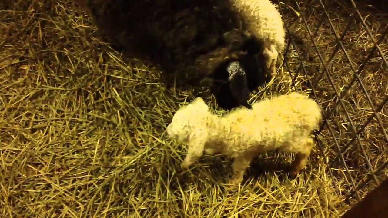 Pygora kids!  A Surprise in the barn