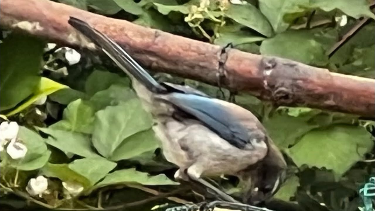 Backyard view different wild birds eating  