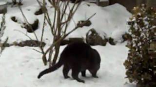 SNOW MOUSE.AVI