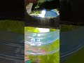 💲FREE OF COST FISH TANK/agar aapko bhi Aisa free of cost tank chahie to mujhe comment mein yas likhe