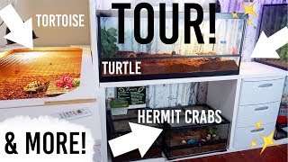 TOUR of ALL MY PETS Enclosures! | Loris Hartland
