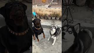 Rottweiler vs husky | review reloaded | #rottweiler #shorts