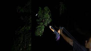 sleeping bird catapult #shortvideo #archery #explore #nature #shorts #youtubeshorts #viral #fyp