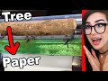 How Paper Is Made From Trees