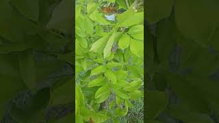 Growing Jamaican Ackee Growing Jamaican Ackee