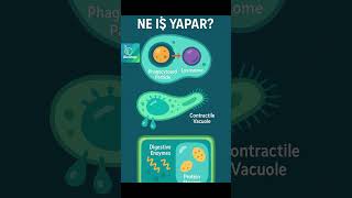 Vakuoller Ne İş Yapar? #biyoloji #vakuolfonksiyonu #hücrefizyolojisi #shorts #bidünyabiyoloji