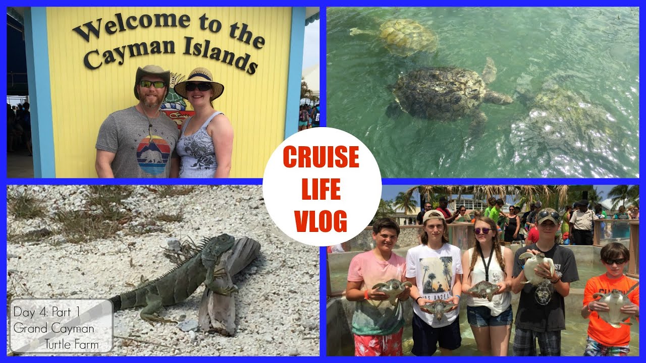 Cruise Life Vlog: Carnival Freedom Day 4: Part 1 - Grand Cayman Turtle Farm